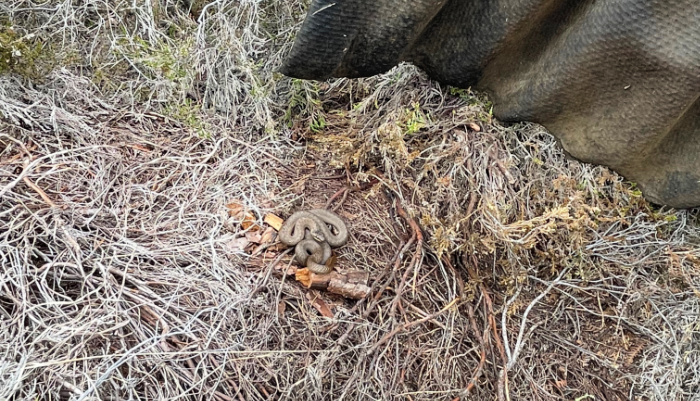 Snakes in the Heather